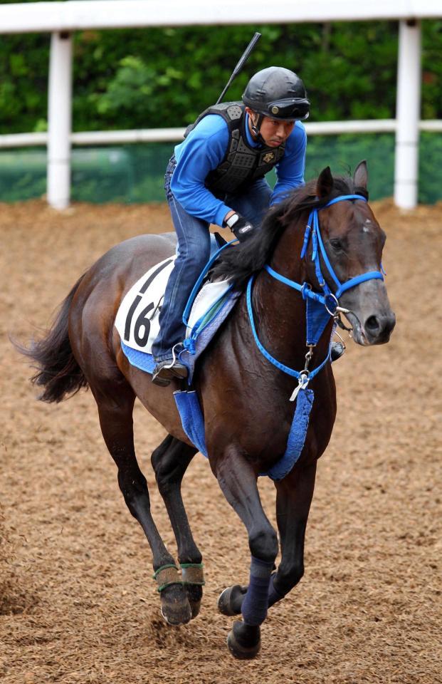 　栗東坂路で調整を行うアドマイヤロイヤル
