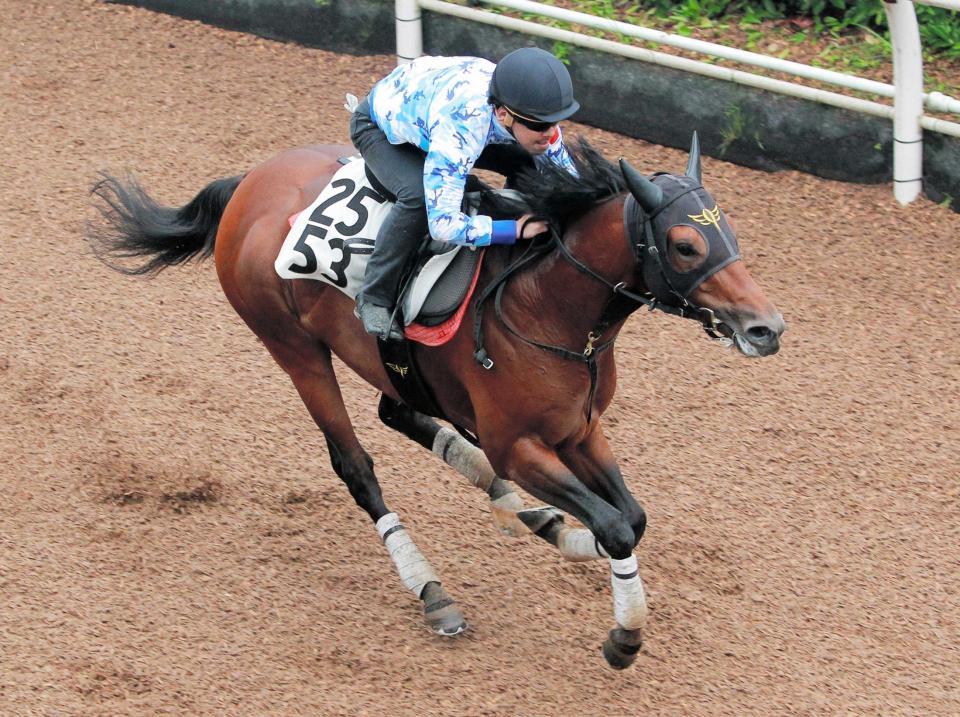 　栗東坂路を駆け上がるレッドアルヴィス