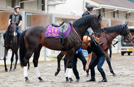 　グレープブランデーが１３年フェブラリーＳ以来のＶを狙う