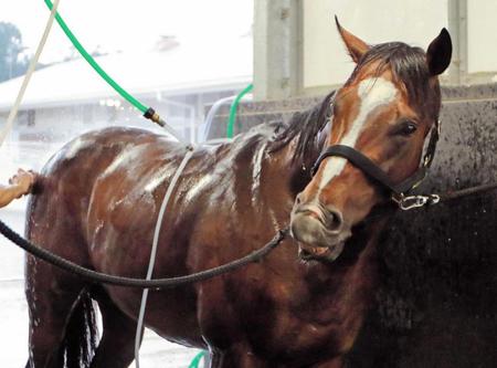 　手入れを受けるトウケイヘイロー