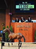 ２億３０００万円で落札されたラッシュラッシーズの２０１４＝北海道・ノーザンホースパーク（撮影・三好信也）