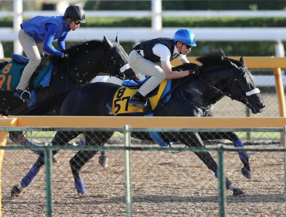 　蛯名騎手を背に、ウッドチップコースでマツリダバッハを交わすショウナンアチーヴ