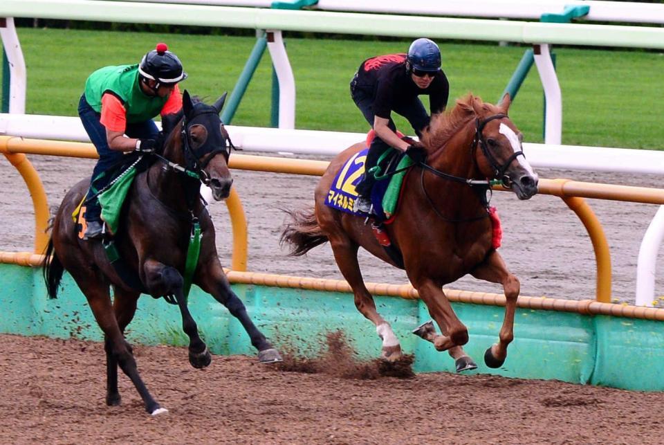 　函館Ｗで併せ馬を敢行したマイネルミラノ（右）