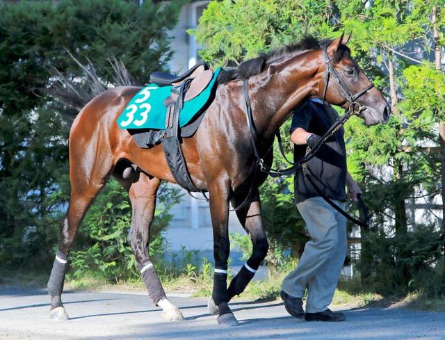 ｐｏｇ ゼンノタヂカラオ圧巻の動き 競馬 レース デイリースポーツ Online