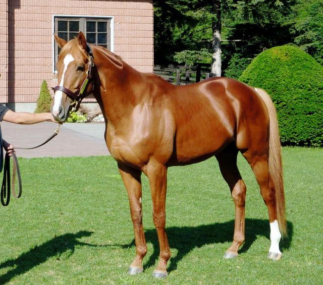 今年の“大物”はオルフェーヴル/競馬・レース/デイリースポーツ online