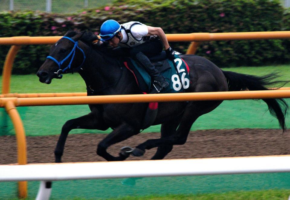 　松田大作騎手を背に函館Ｗで追い切ったコラッジョーゾ