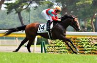 ５Ｒ、メイクデビューを制したルグランフリソン＝新潟競馬場（撮影・田村亮介）