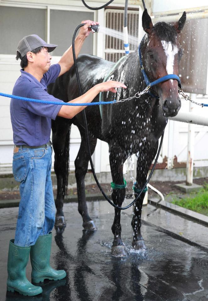 　古馬と初めて対戦するヤングマンパワー