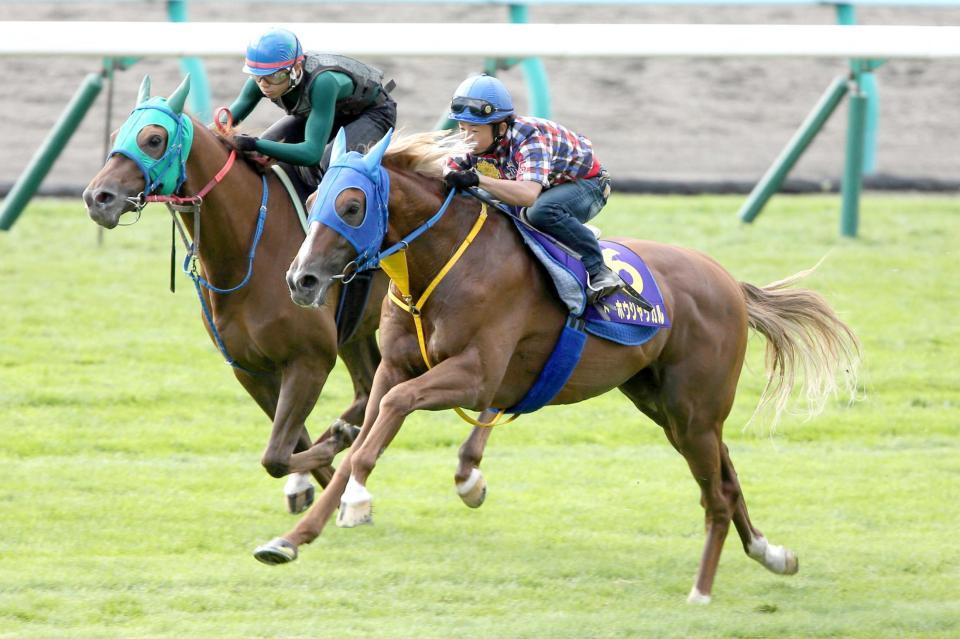 　酒井を背に札幌芝で追われたトーホウジャッカル