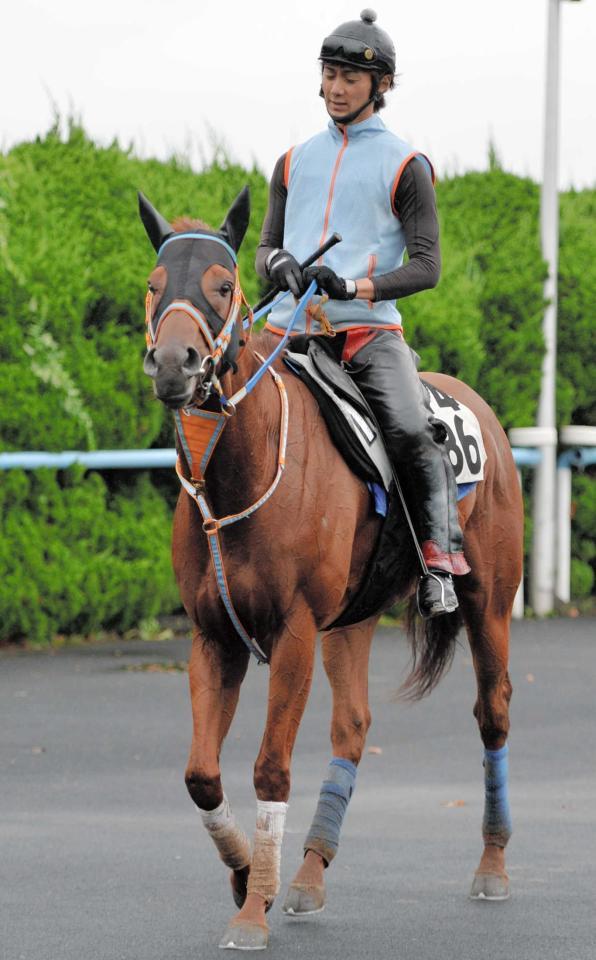 　重賞連勝を狙うティーハーフ