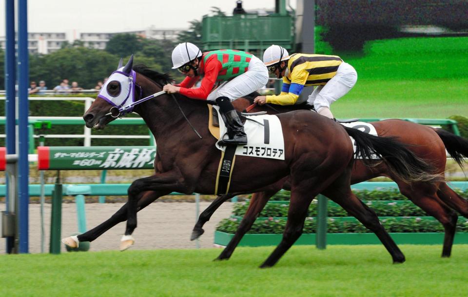 ６Ｒ、メイクデビュ中山を制したコスモプロテア（手前）＝中山競馬場（撮影・三好信也）