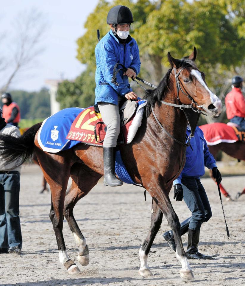 秋華賞を回避したショウナンアデラ骨折 競馬 レース デイリースポーツ Online