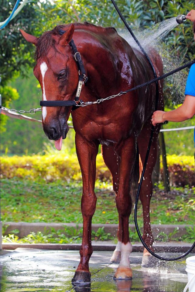 　手入れを受けるタンタアレグリア。名手・蛯名を背に一発を狙う