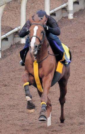 美浦坂路を力強く駆け上がるダービーフィズ