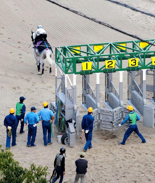 ゴールドシップがゲート試験合格 競馬 レース デイリースポーツ Online