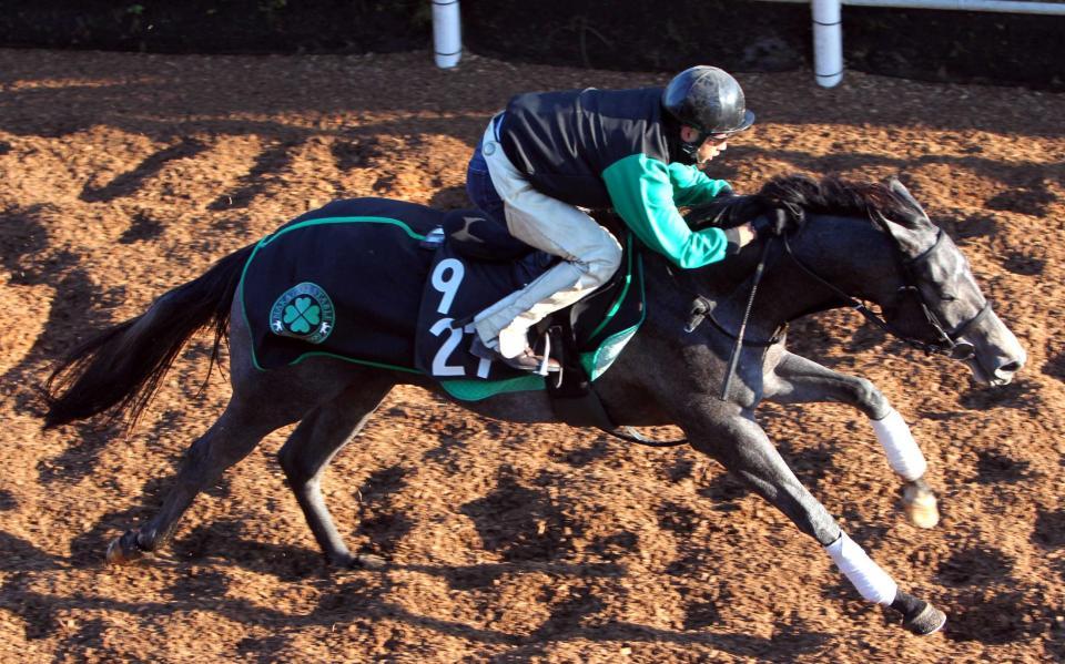 【ファンタジーS】ブラン仕上がった/競馬・レース/デイリースポーツ online