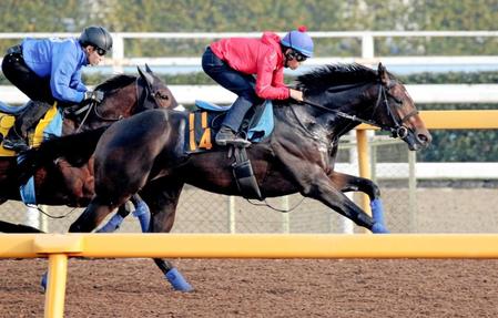 　戸崎圭を背に美浦Ｗを併せ馬で追い切ったプロディガルサン（右）