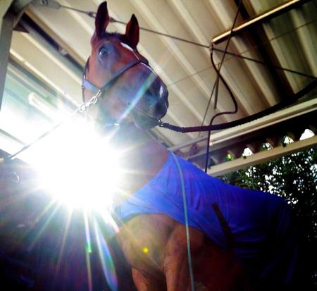 　鋭い伸びを見せたアルビアーノ