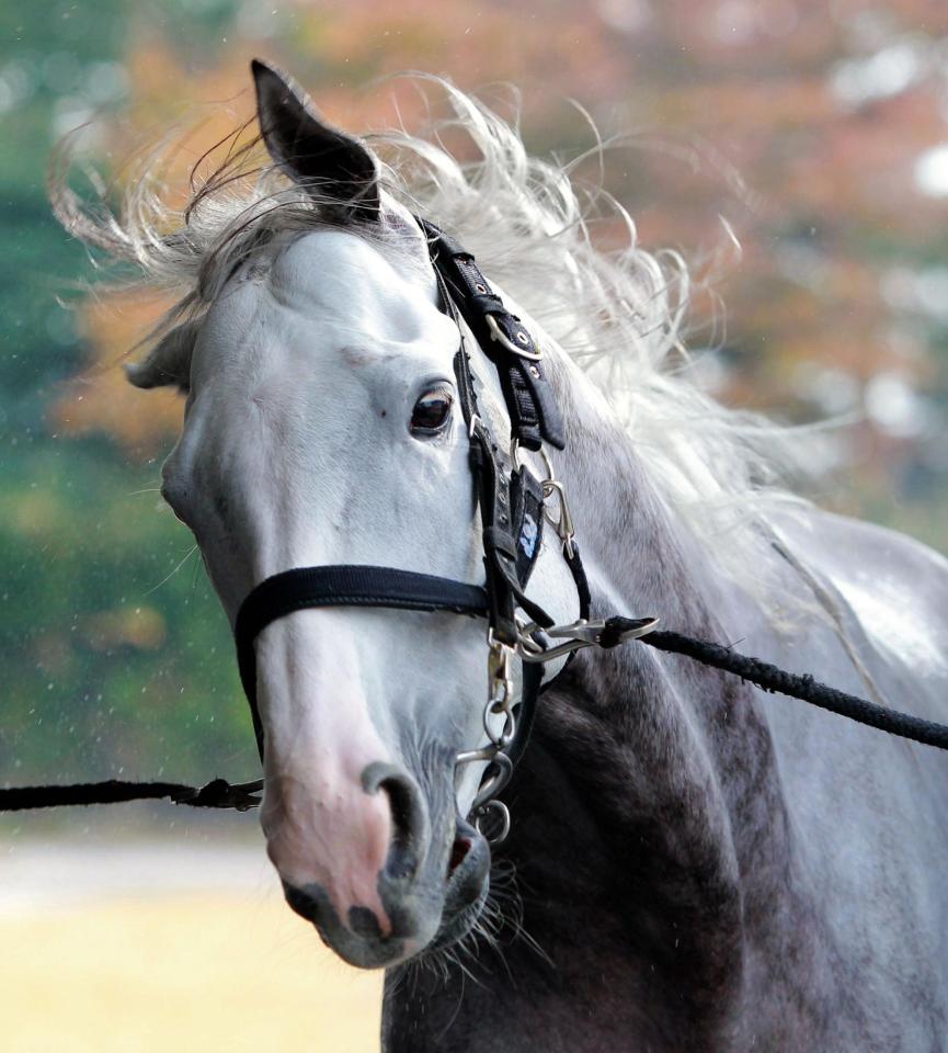 ゴールドシップ＝栗東トレセン（撮影・石湯恒介）