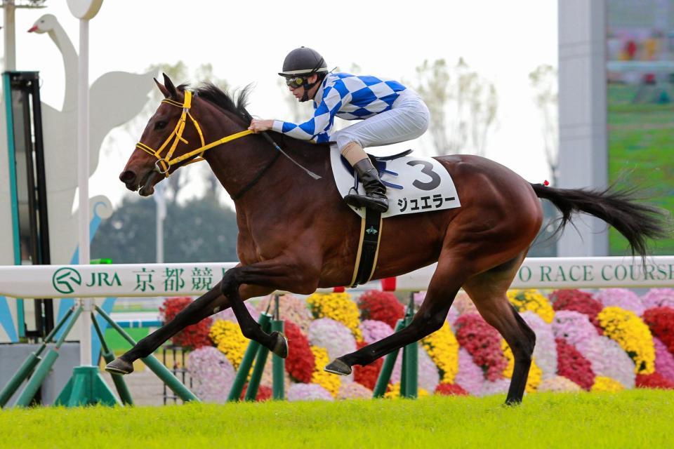 新馬戦を快勝したジュエラー＝京都競馬場（撮影・石湯恒介）
