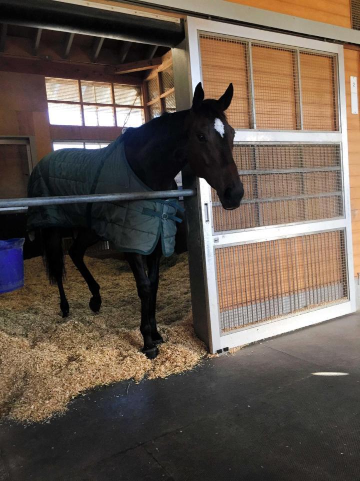 　チャンピオンズＣ優勝のサンビスタは７日朝、栗東で元気な姿を見せた