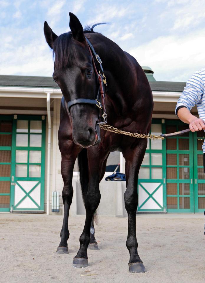 　２歳牡馬王者を目指す良血馬リオンディーズ