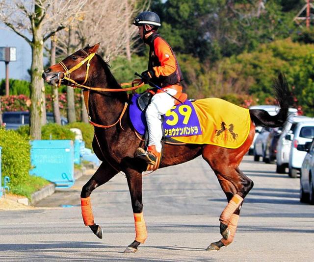 【有馬記念】パンドラ、史上初の快挙へ