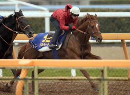 上がり馬アルバートは美浦Ｗの併走追いで１馬身先着。勢いに乗ってＧ１制覇を狙う