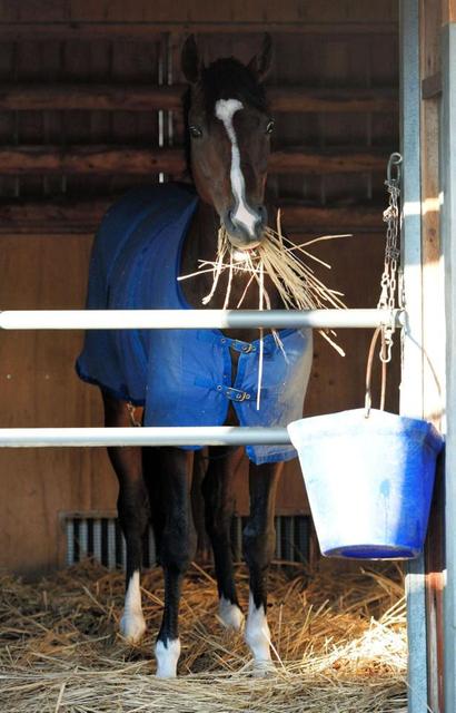 【有馬記念】オーシャンブルー激走だ