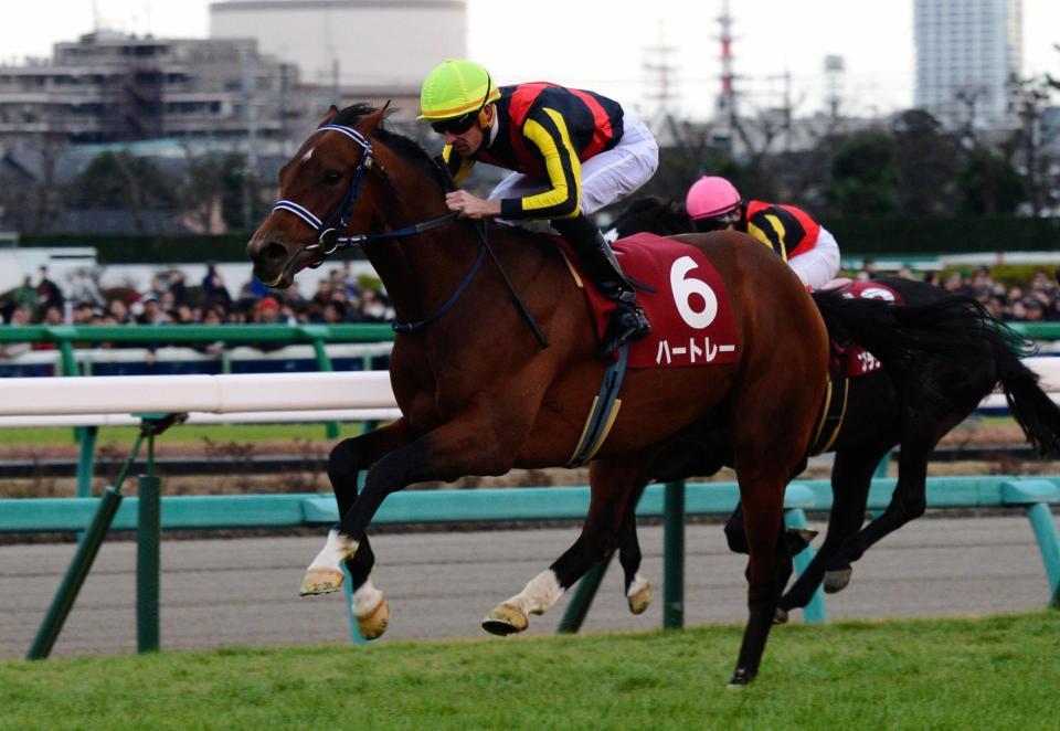 ホープフルＳを制したハートレー＝中山競馬場（撮影・三好信也）