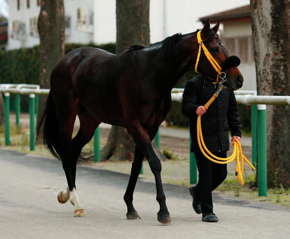 ２着に敗れたサウンズオブアース＝中山競馬場（撮影・石湯恒介）