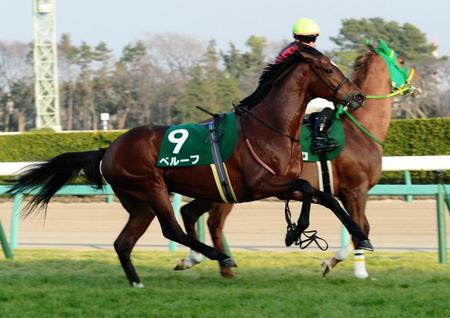 馬場入場前に放馬したベルーフ＝中山競馬場（撮影・三好信也）