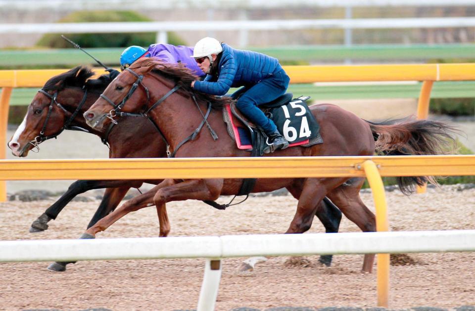 　栗東ＣＷで追い切るヒルノサルバドール（手前）