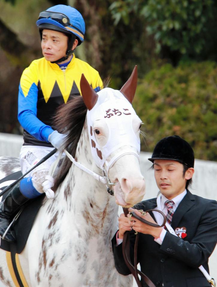 ブチコ＝京都競馬場（撮影・石湯恒介）