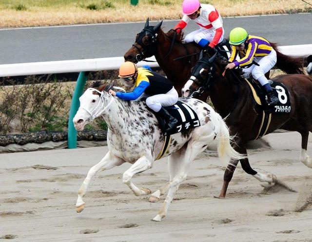 アイドルホース・ブチコ快勝/競馬・レース/デイリースポーツ online