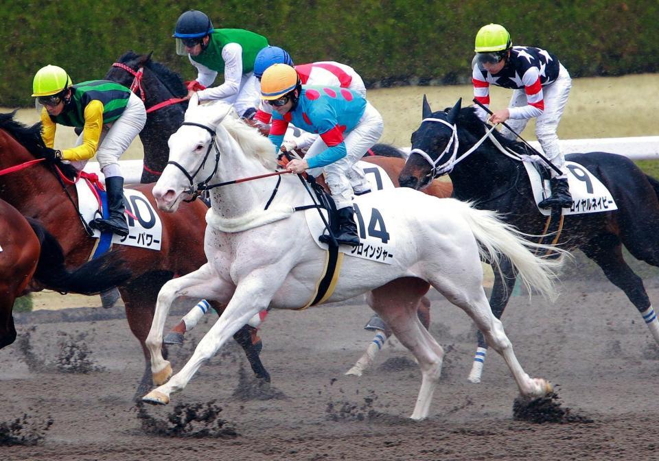 デビューを迎えたシロインジャー＝阪神競馬場（撮影・石湯恒介）