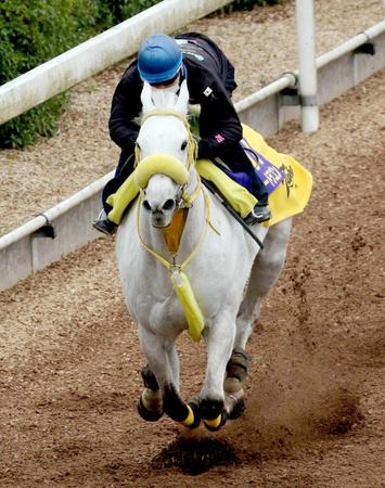 　美浦坂路で躍動したスノードラゴン（撮影・三好信也）