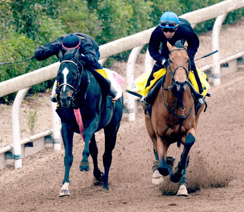 美浦坂路でディサイファと併せたサンマルデューク（左）