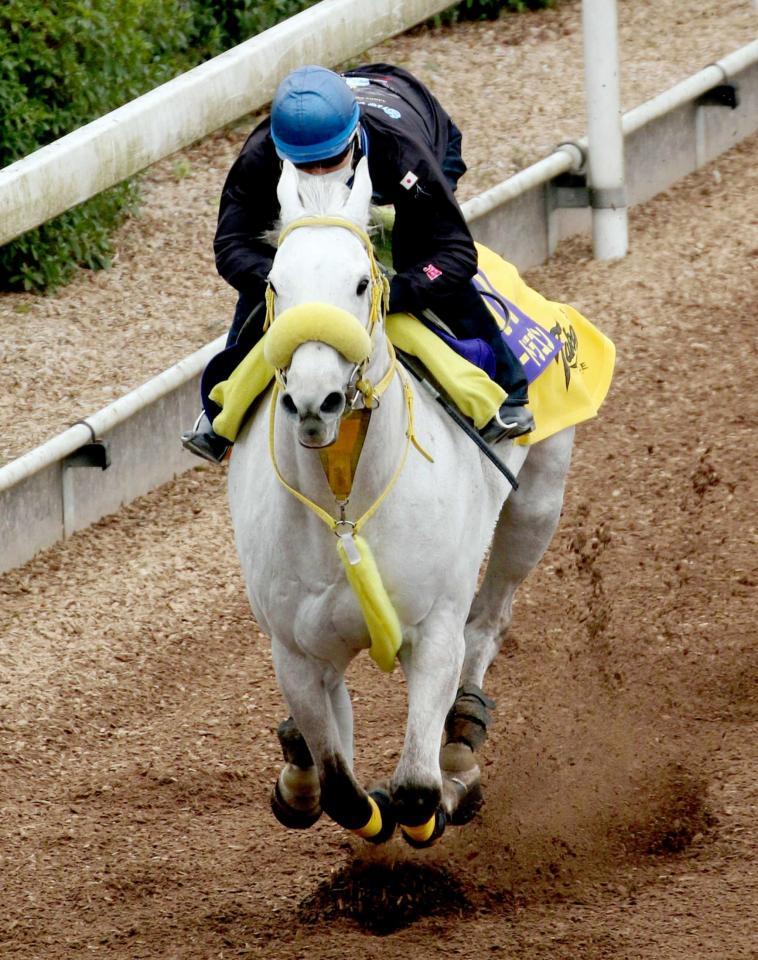 　美浦坂路で躍動したスノードラゴン（撮影・三好信也）