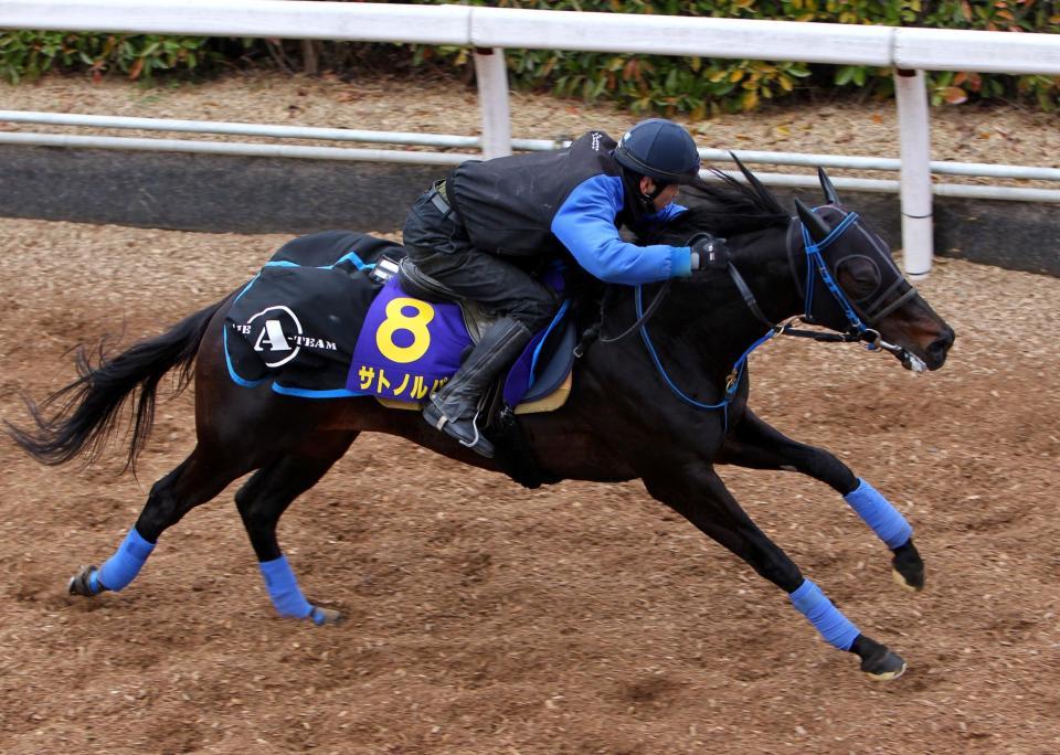 栗東坂路で追い切るサトノルパン＝栗東トレセン（撮影・山口登）