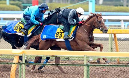 　美浦Ｗで追いきられたアルバート