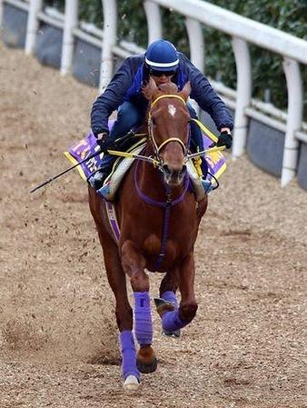 　栗東坂路で追いきられるレッツゴードンキ
