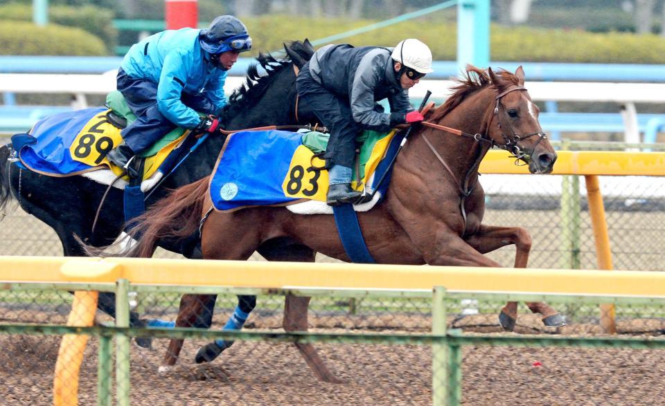 　美浦Ｗで追いきられたアルバート