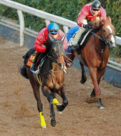 　無傷４連勝へ。池添を背に栗東坂路を駆け上がるシンハライト