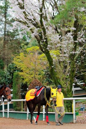 　桜花賞で反撃を狙うデンコウアンジュ