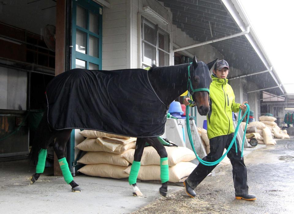 　雨の中、運動へ出発するレッドアヴァンセ（撮影・山口登）