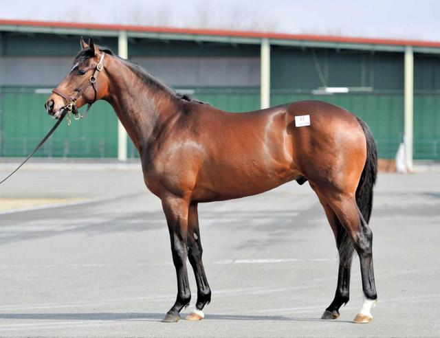 ディープインパクト産駒アルアイン高評価　気品あふれる馬体