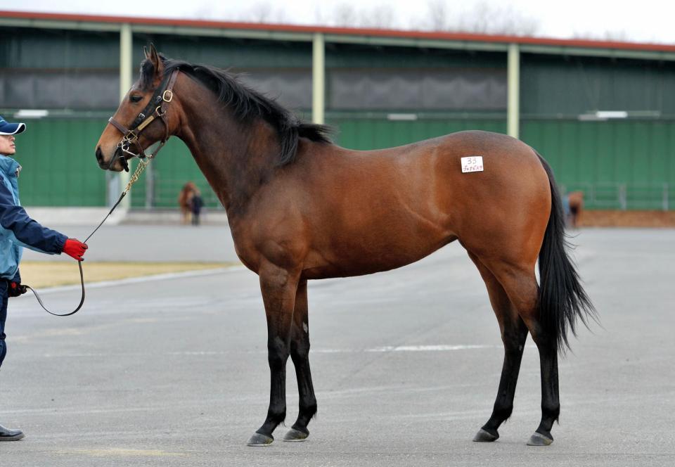 ブエナビスタの初子が産地馬体受検/競馬・レース/デイリー