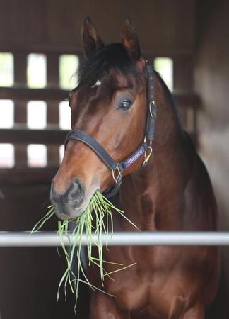 　中山競馬場に到着し、馬房で青草を食べるマカヒキ