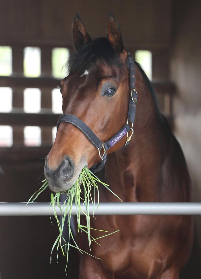 　中山競馬場に到着し、馬房で青草を食べるマカヒキ